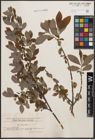 Foto von Salix cinerea L.